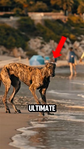 Top 5 Fastest Dog Breeds in the World ⚡ You Won’t Believe #1’s Speed!"