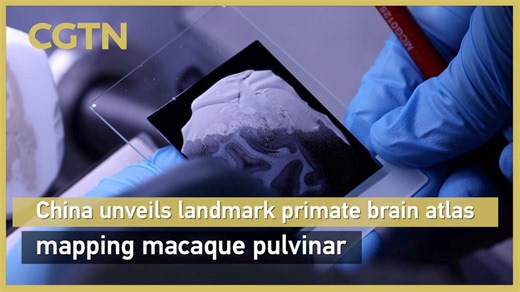 China unveils landmark primate brain atlas, mapping macaque pulvinar
