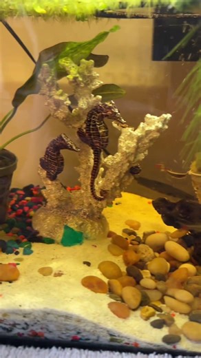 Mountain minnow fish tank #fishaquarium #fypシ #fish #fishtank #minnows