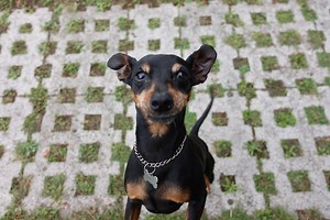 IL PINSCHER NANO, L'ESUBERANTE GIOCHERELLONE! Seguici anche su instagram: @clodeandrew. E anche su youtube: Clod & Andrew | Clod & Andrew