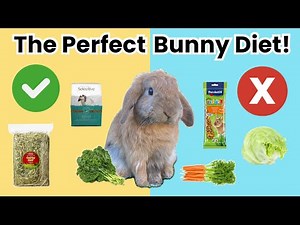 How to Feed Your Rabbit Correctly! ✅ (Beginner’s MUST-KNOW Tips)
