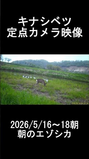 キナシベツ定点カメラ最新映像 初めて映る哺乳類#キナシベツ湿原