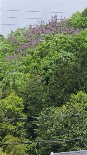 ●強風に揺れる、｢ジャカランダ. 紫雲木（シウンボク）‼️｣