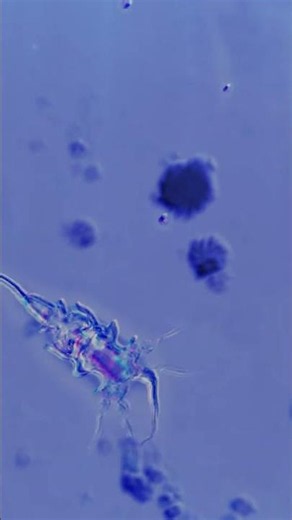 The Shadow Biosphere - Could Alien Life Be Hiding on Earth? #Shorts