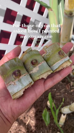 How to Plant Sugarcane: Step-by-Step Guide