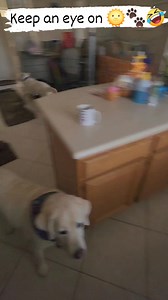 It's dinner time 😋 SunShine is a food spinner 💜🐾🌞🤣 #rocket #rocketdog #Shadow #shadowdog #sunshinedog #reels #rocketandshadow #SunShine #spinning #spinners #spin #reelsviral #viralreels #sunshinegirl #together #dog #dogs #dogmom #dogslife #dogmomlife #doglove #dogoftheday #fbreels #doglovers #happydog #labradorretriever #dogsofinstagram #labrador #lovedogs #funny #dogsofinsta #dogstagram #doglover | Rocket, Shadow and SunShine