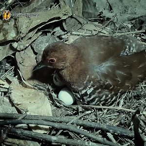 17K views · 275 reactions | Little birds in the nest beautifully | Review Bird Nest | Facebook