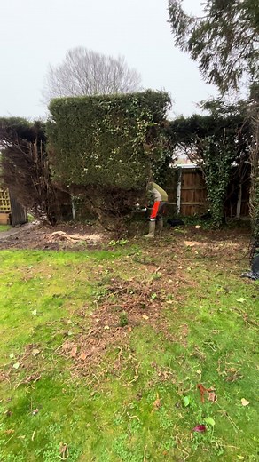 Transforming Your Garden: From Conifer Hedge to Red Robins