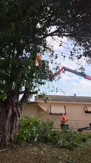 🐾 Big Dawg’s Tree Service, keeping your property safe, clean, and looking its best 🌴 Serving Miami-Dade & Broward with expert removal and trimming 📞 (954) 588-2484 ——— #TreeService #TreeRemoval #TreeTrimming #StormCleanup #SouthFlorida #MiamiFL #BrowardCounty #BigDawgTreeService | Big Dawg's Tree Trimming & Removal