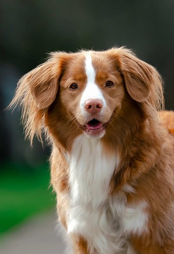 Meet Bea, the Goofy Nova Scotia Duck Tolling Retriever