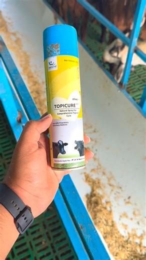 The modern shepherd on Instagram: "Topicure spray for management of wounds in sheep and goat #sheep #sheepfarming #themodernshephard #goatfarming #goat #training #itsmytirupati #tirupati #tirupathi #itsmytirupati❤️"