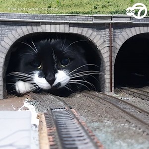 40K views · 917 reactions | PAW-DON-ME!  A serene model train scene was disrupted when a cat decided to check out a train tunnel! This video, taken by Jonathan Lawton, shows Mittens the cat popping its head out of the tunnel before stomping over the railway set as a model train drove past. #cute #cat #funny | ABC7NY | Facebook