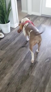 107K views · 3.9K reactions | Nike opening her Christmas presents  #pitbull #dog #pets | Nike the Pitbull | Facebook