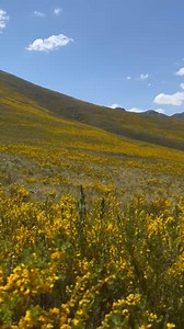 23 reactions | Cyclopia plicata or Needle leaf tea is an endangered...