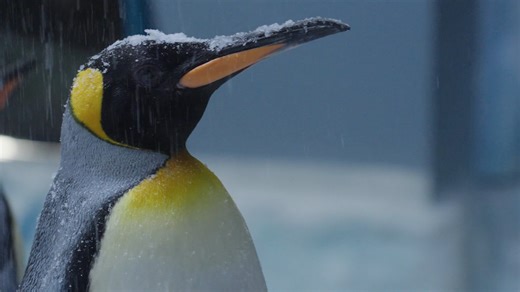 12K views · 144 reactions | Let us reel you in! Follow penguin zookeeper Lindsay on an adventure in the latest episode of The Bassquatch Hunter - Fish Out of Water! You can watch the full episode now on Discovery Channel On Demand or on the Discovery Go app! | Detroit Zoo | Facebook