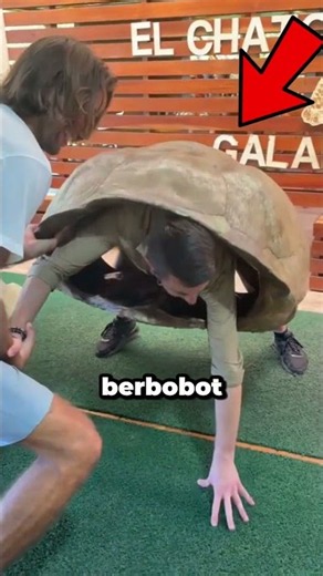 This Man Wanted to Know What It Feels Like to Be a Tortoise