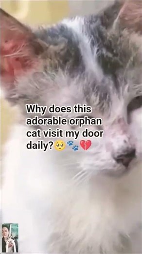Why does this adorable orphan cat visit my door daily?.#OrphanCat #CatLovers #StrayCats #cat#