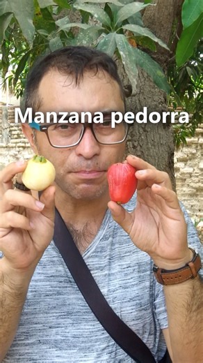 La amarilla redonda es Syzygium jambos y la pera roja es Syzygium malaccense. Ambas reciben los siguientes nombres comunes: pomarrosa o pero de agua en Colombia; pomarrosa o poma en Ecuador, Perú, Cuba, México, Panamá, Colombia y Puerto Rico; pomarrosa, pumalaca en Venezuela (mayormente en Oriente); pomo, cajuíl rojo, marañón o cajuíl soliman en República Dominicana; manzana rosa en Honduras y Costa Rica, pero en Cuba, Guatemala y El Salvador; pommerose en Antillas inglesas; pomme-rose en Haití;