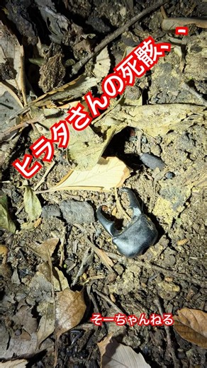 【新規開拓】ヒラタ死骸がゴロゴロ見つかる御神木！ドキドキ！ウロ探し！【クワガタ】Stag beetle Insect collecting【愛知県】 #昆虫 #アウトドア #そーちゃんねる