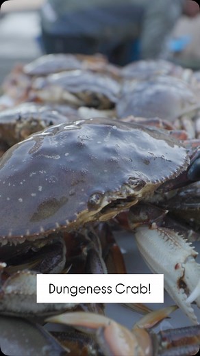 Dungeness crab season opened on November 1st here in Northern California, so we did the most logical thing… launched the boat at midnight. We ran out of Bodega Bay and our hoop nets were absolutely stacked with big, clean Dungeness crab. 🦀🔥 Crabbing has been incredible so far this season! #dungenesscrab #crabbing #bodegabay | D&D Fishing Co.
