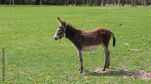 Donkey Equus asinus walking on meadow pasture. Fun screaming