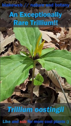 An Exceptionally Rare Trillium!! #botany #nature #plants #flowers #trillium