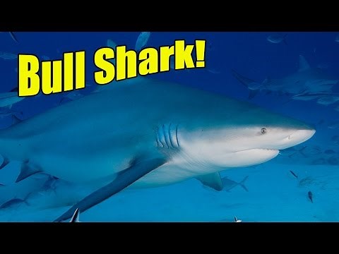 Bull Sharks | SHARK ACADEMY