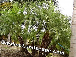 Planten: Dwarf Date Palm, Phoenix Roebelenii - Care & Diseases | 2025
