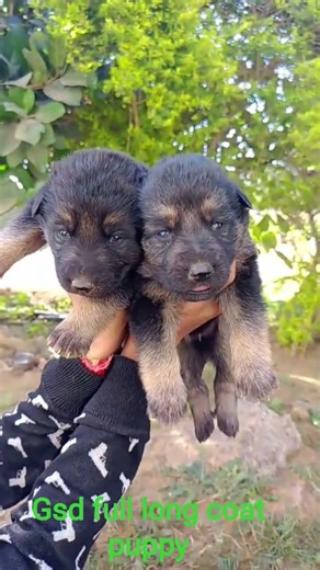 gsd full long coat puppy