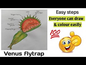 Venus fly trap | How to draw venus fly trap | how to draw