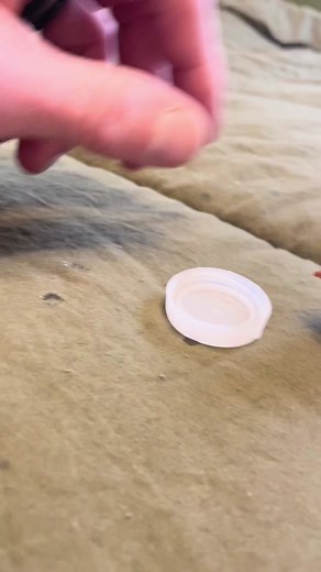 The amount of patience you need to teach a button quail to drink is unfathomable 😂 #fyp #viral #foryoupage #fypシ #foryou #viralvideo #cute #birb #chicks #smol