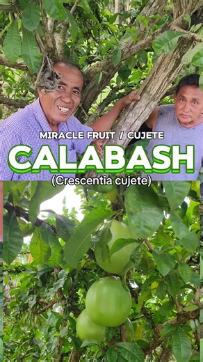 Benefits of Calabash Tree: A Natural Wellness Miracle