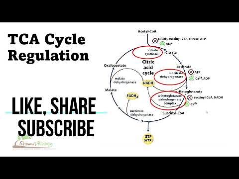 Citric acid cycle regulation | tca cycle regulation steps