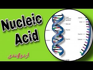 Nucleic Acid Explain in Urdu | Biology Series | Quick Review