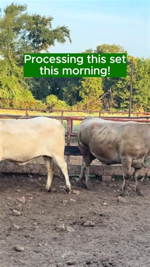 We’re processing this set of 40 cross-bred cows this morning! Straight from a pasture, they’re part of the set I showed the other day. These cows are bred to really nice black Angus bulls. The other set sold before I could even update the listing with all of the info, so if you’re interested in this set, call or text Bubba at 903-388-4472! I will update with all of the information as soon as they’re processed. Vaccinations/deworming includes: 6 5 virus shield, Calvary nine, MultiMin, Safeguard d