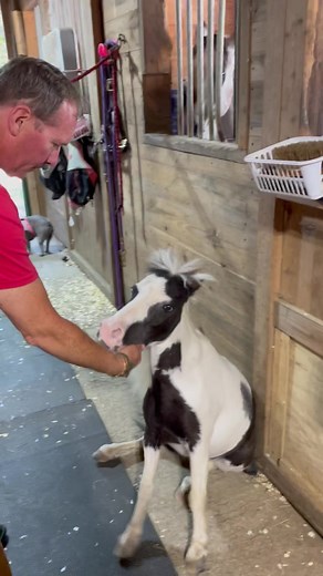 62 reactions · 5 comments | Another wonderful day with my herd on the trail ❤️ #smalleststallion #ponylife | Einstein the Smallest Stallion | Facebook