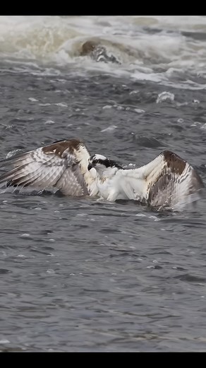 101K views · 1.4K reactions | Osprey can’t lift off with massive fish...