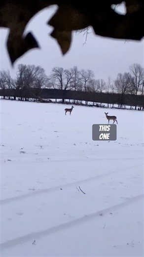World’s Shortest Track Job. #youtubeshorts #shorts #hunting #deer