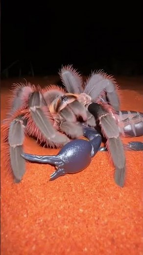 Goliath Tarantula vs Scorpion – 10 Seconds Brutal ☠️ #wildlife