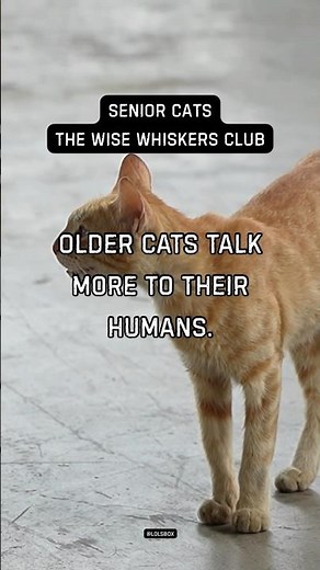 Older cats talk more to their humans.