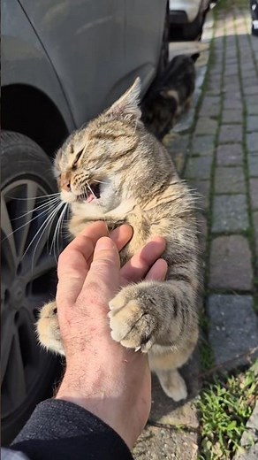 Angry Tabby Cat.