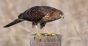 New Study On A Cooper’s Hawk Shows How They Can Identify Manmade Patterns And Exploit Them To Improve Their Hunting Success