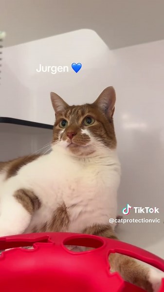 Meet Our Shelter Cats Available for Adoption