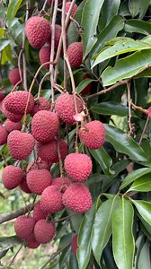 litchi conocido normalmente como lichi es un árbol frutal tropical originario del sur de china | Sin Ruta