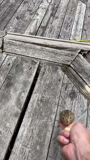 #chipmunk #peanut #squirrel