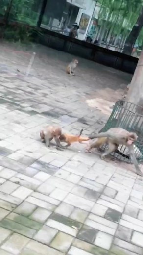 Understanding the Impact of Animal Cruelty on Monkeys