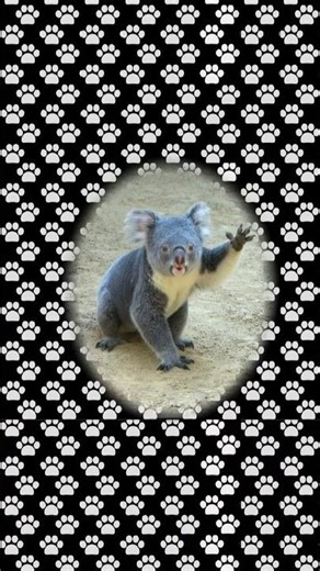 おもしろコアラⅢ【Funny KoalaⅢ】