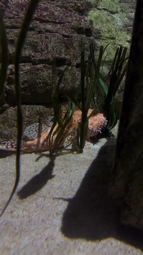 The red scorpionfish (Scorpaena scrofa) is a common sight in Maltese waters, especially around rocky seabeds. Known locally as ħuta tal-ġebel (stonefish), it blends perfectly with its surroundings, making it hard to spot. While fascinating to observe, its spines contain venom that can cause intense pain, so it’s important not to touch or disturb it. In our seas, it plays a key role as an ambush predator, helping keep fish and crustacean populations in balance. | Malta National Aquarium