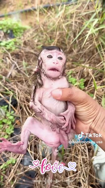 Cute Monkey Bathing in Rain: Adorable Moments Captured