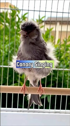 Canary Singing Training Male | Canary Pronunciation #canarytraining #kenari #galerikenariindonesia